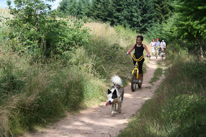 Cani-trottinette