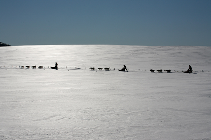 Traineaux à chiens