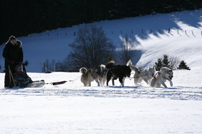 Traineaux à chiens