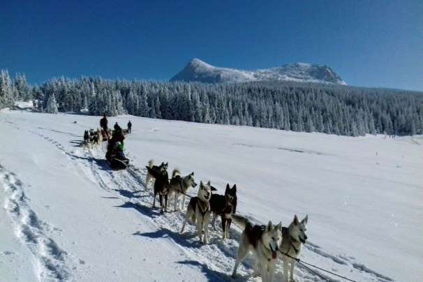 Traineaux à chiens