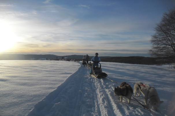 Traineaux à chiens